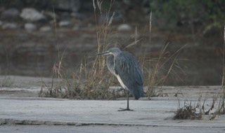 Endangered species white bellied heron bhutan