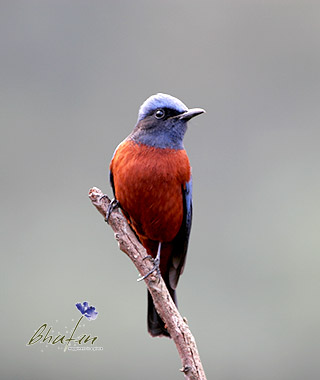 Bird perched on a branch