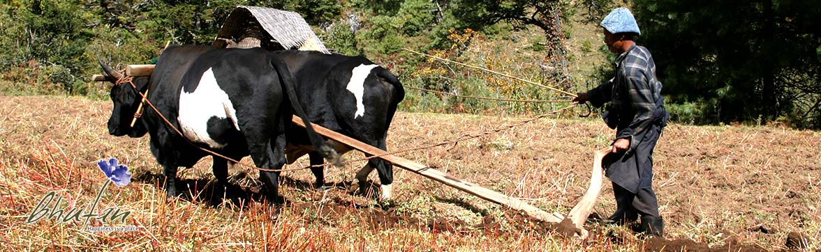 Eastern Bhutan Tour Ox plowing field in Bumthang