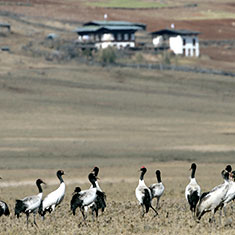 Phobjikha Valley Black-necked Cranes Black-necked Crane roosting Phobjikha Valley Bhutan